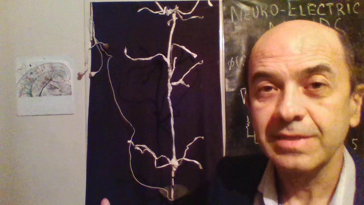 NeuroElectric Minds Why are the neurons electric? Why is the brain