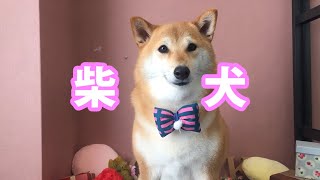 柴犬のトリミング by ドッグサロングリュック 2,192 views 3 years ago 3 minutes