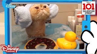 Relaxing Animals Vs Humans 101 Dalmatian Street Disney Arabia