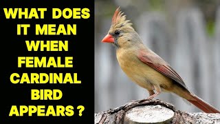 WHAT DOES IT MEAN WHEN A FEMALE CARDINAL BIRD APPEARS ?