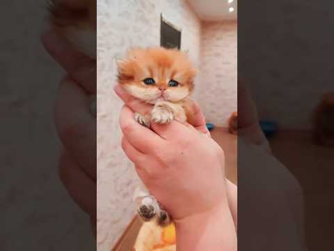 OMG So Cute Cat Video ❤️(8)#cat #shorts #short #funny #viral