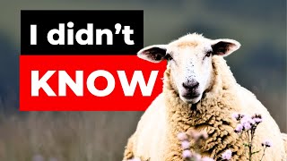 The 5 Tips on Raising Sheep No One Talks About by PJ Howland 12,857 views 11 months ago 12 minutes, 3 seconds