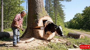 Animal rescue stories: Rescue the cow stuck in the tree trunk