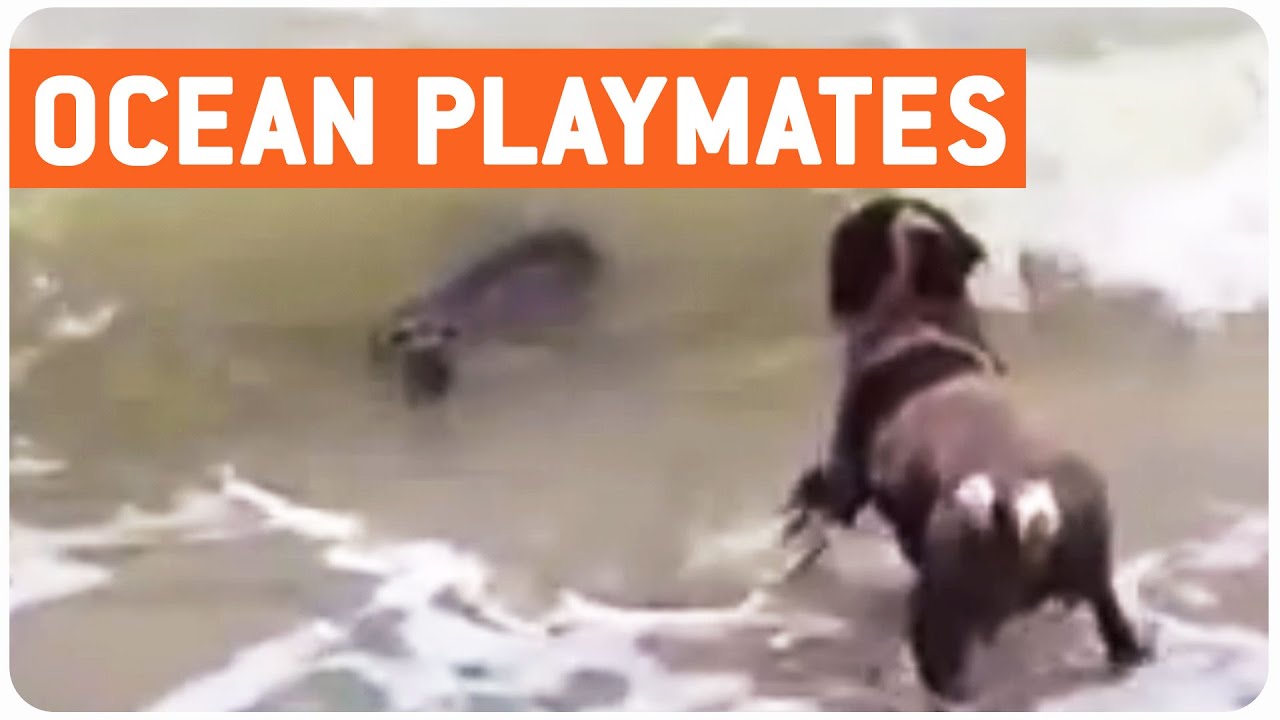 puppy paradise Seal Becomes Dog's Best Friend