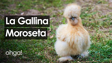 Quanto costa la gallina Brahma?