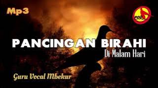 Suara Perkutut Ngerot, Pancingan Birahi Di Malam Hari