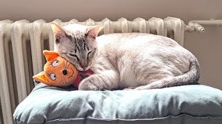 Sleepy cat tires himself out playing, ends up sleeping on a toy | Tired cat falling asleep, Cute cat