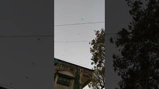 Birds Fly In Tha Sky