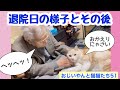 #51 退院日のおじいやんと、その後の様子。