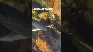 Australian Salmon 