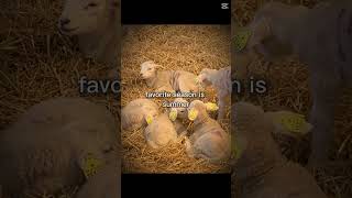 I Love My 6 Pets My Fav Is My Two Bunnys Lily And Evie