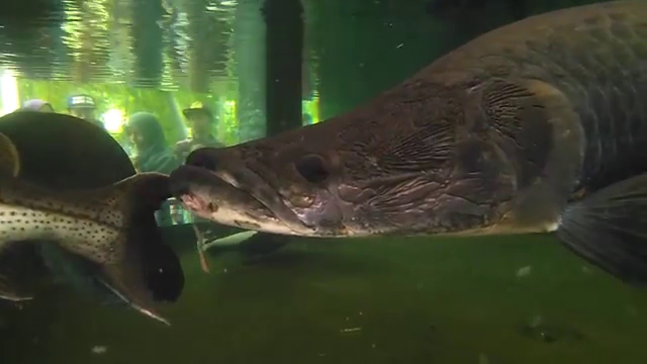 ikan besar arapaima gigas vs aligator spatula ikan besar arapaima gigas vs aligator spatula