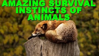 Amazing Survival Instincts Of Animals