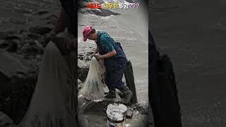 석모도 새우깡투망???#하리선착장,#새우투망,#shorts,