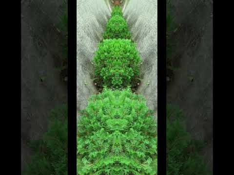 Video: Arborvitae Emerald Green - Изумруд жашыл Arborvitae өсүмдүктөрүн кантип өстүрүү керек