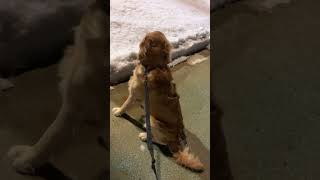 On alert 🚨 #dogs #dogshorts #goldenretriever #golden #shortsvideo #puppy #doglover #dogsofinstagram