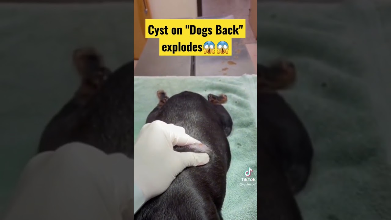 Cyst On Dogs Back Explodes💦😱 Extreme Pimple Popping Popping Huge