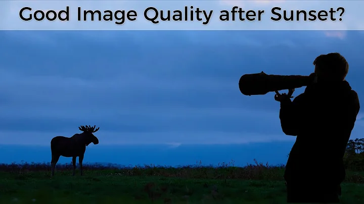 My TOP tips for wildlife photography in low light thumbnail