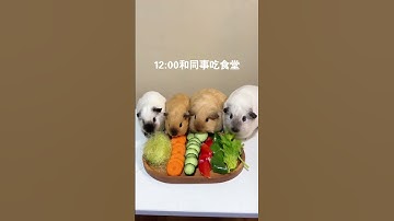 Thumbnail of A day for the guinea pigs born in the 2000s. Today is another day for self-discipline. Rats are
