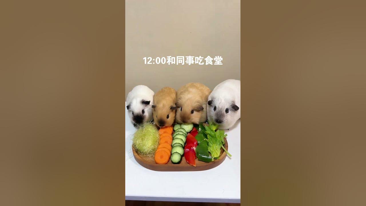 A day for the guinea pigs born in the 2000s. Today is another day for self-discipline. Rats are A day for the guinea pigs born in the 2000s. Today is another day for self-discipline. Rats are
