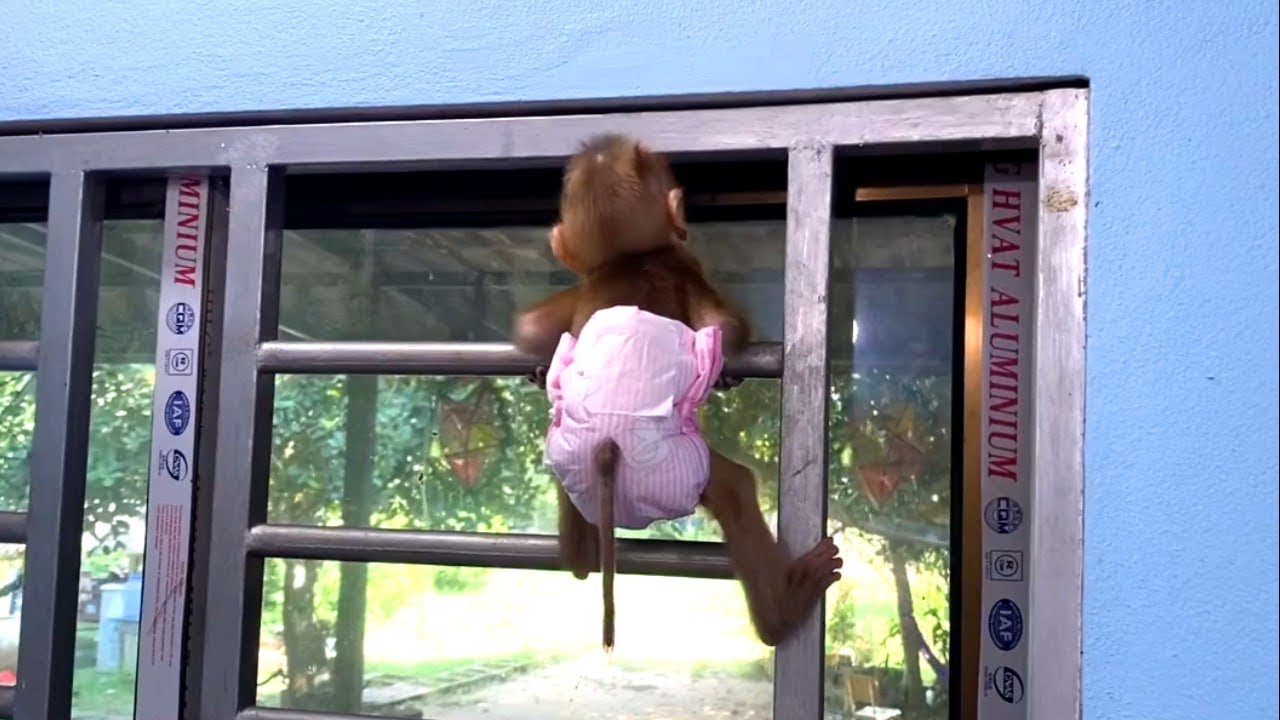 Oh No1 Why Tourtour Run Aways To The Window Not Want To Sleep With Mom oh-no1-why-tourtour-run-aways-to-the-window-not-want-to-sleep-with-mom