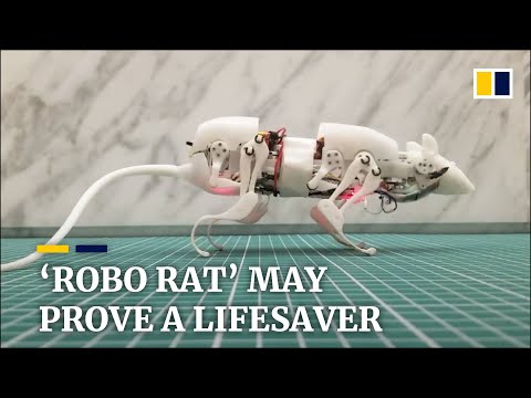 Robot rat may prove a lifesaver, Chinese scientists hope
