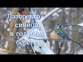 Лазоревка - синица в голубом берете. #птицыРоссии #синицы