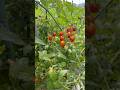 Harvesting tomatoes summer sound
