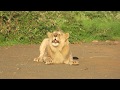 Male Lion Roar