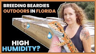 Breeding Strong Bearded Dragon Bloodlines | Fairytail Dragons #RRPodcast #8