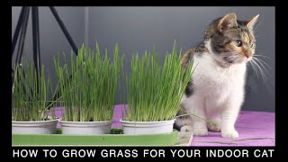 How to Grow Grass for your Indoor Cat with the Smartykat Sweet Greens Cat Grass Kit