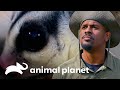 Em busca do marsupial "petauro-do-açúcar" | Pequenos Gigantes da Natureza | Animal Planet Brasil