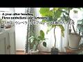 【観葉植物】フィカス・ウンベラータとアルテシマの曲げはどうなった？After bending Ficus umbellata and Artesima, what then?