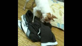 Chiwawa playing with my clothes