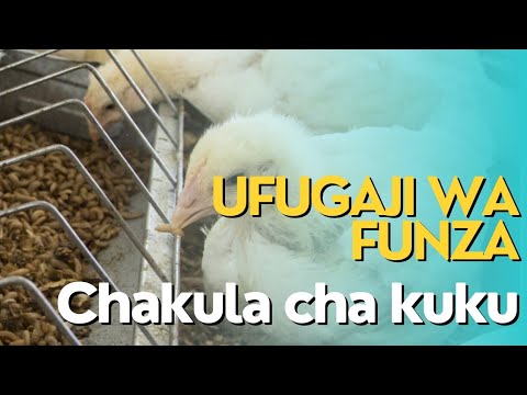 Ufugaji Wa Funza Aina Ya Black Soldier Fly Kama Chakula Cha Kuku