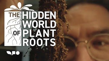 The Hidden World of Plant Roots with Stanford Biologist José R. Dinneny