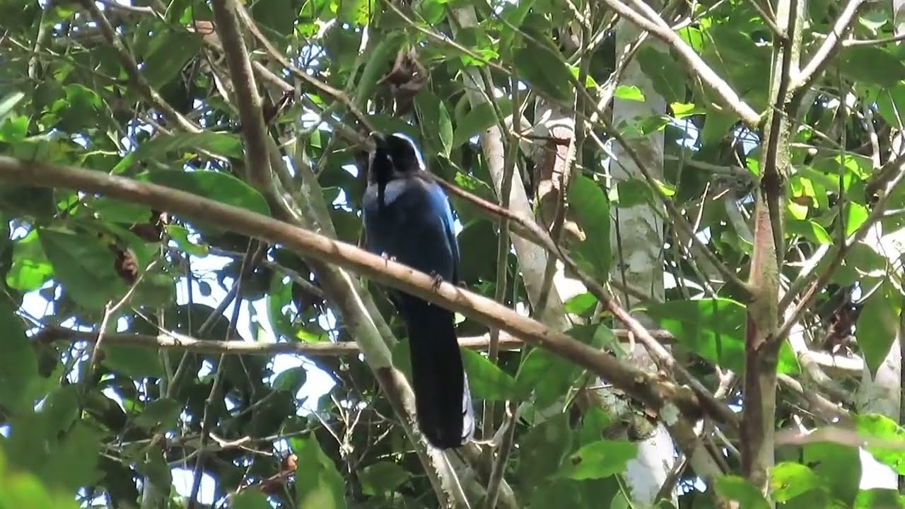 Finally, the elusive Azure-hooded Jay (at Cusuco National Park in Honduras)