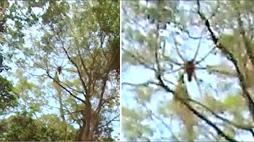 5 Unsolved Mysteries Of The Congo Jungle That Cannot Be Explained