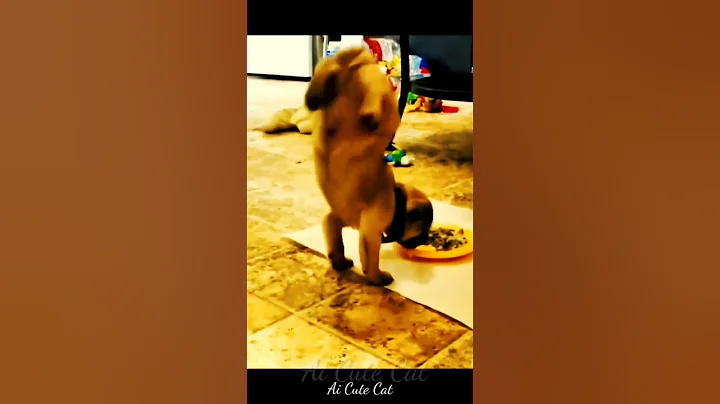 Watch the video about Cute dog kitty dance video 🐈😻🐕 #funny #dogdance #cute #cat #dog