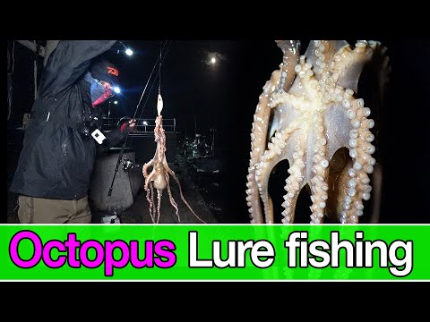 Octopus lure fishing in winter / catching Octopus and cook 