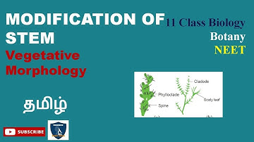 Modification of Stem Tamil I Vegetative Morphology I Botany I Class 11 | TNSCERT/CBSE | NEET