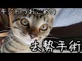 キジトラ、おこめ、去勢手術