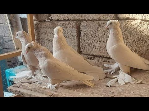 اعلان صفر زيراي زوجين مخاليف التفاصيل بالفيديو للاستفسار الاتصال