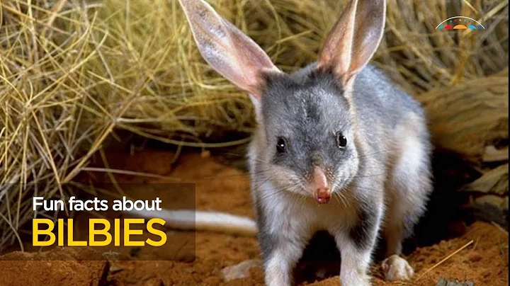 Fun facts about bilbies