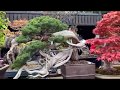 春花園盆栽美術館 2019 春