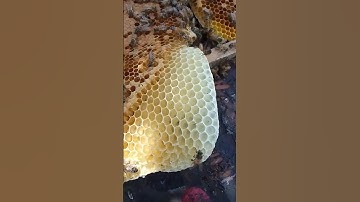 transferring bucket swarm trap