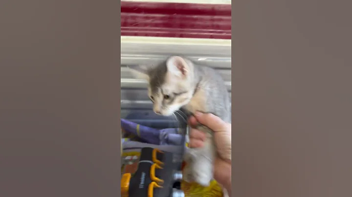 Video 4502781: cat f2 savannah kitten, cat toy kitten, cat kittens home, cross kittens