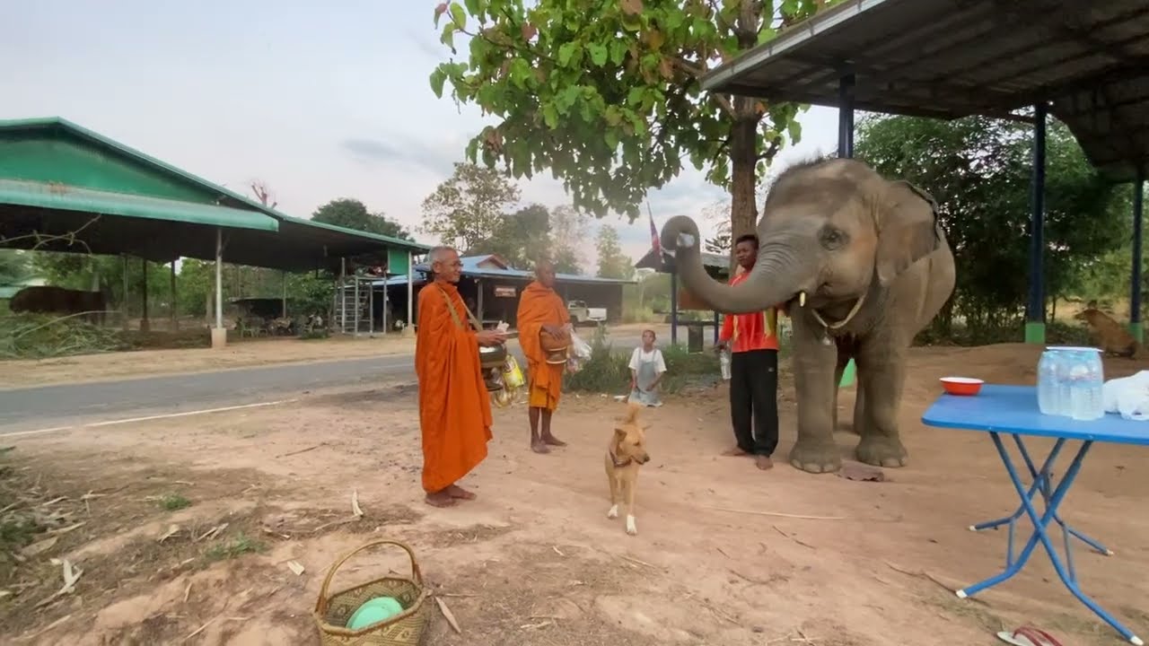ใส่บาตรให้ FC เนื่องในวันเกิดเอาบุญมาฝาก