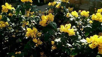 Магония, как растет)