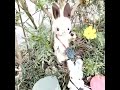 ウサギちゃん作りました テディベア CRAFT 11月4日ヨコハマハンドメイドマルシェ行くぞー！